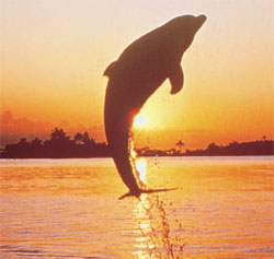  A dolphin jumps out of the water into the air at Jacksonville Beach, FL
